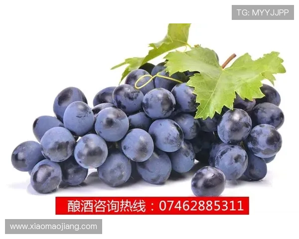葡萄京APP下载:畅享娱乐生活的便捷助手,轻松掌握精彩内容 葡萄京APP下载:畅享娱乐生活的便捷助手,轻松掌握精彩内容